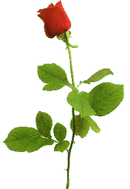 long stemmed rose.gif (12689 bytes)