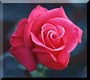 rose button.jpg (3446 bytes)